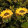 Sunflower Solar Yellow Flower Lights Outdoor Decorative Waterproof-Pack of 2